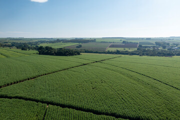 Fototapeta na wymiar aerial view of sugarcane plantation in sunny day in Brazil