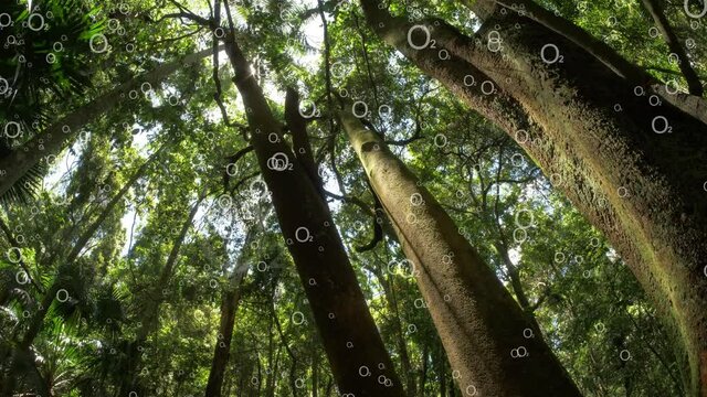 Climate change global warming rain forest plants making oxygen (O2)