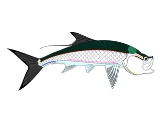 Full Colored Tarpon Fish
