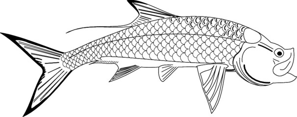 Outline of a Tarpon Fish