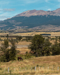 Fototapeta na wymiar Día soleado en el campo con montes de fondo y caballo en el frente.