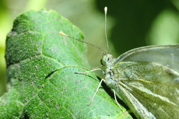 mariposa posada en hoja de calabaza