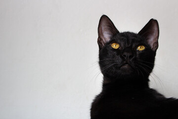 Black cat with yellow eyes on white background