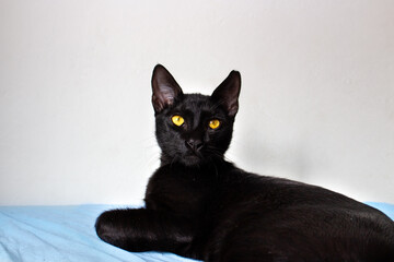 Black cat with yellow eyes on white background