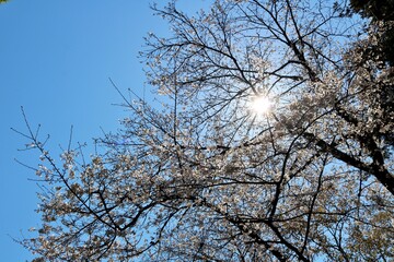 青空　桜　太陽　風景