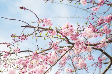 Cherry tree in full bloom