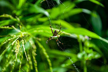 Argiope Aurantia Hawaiian Garden Spider Eating a Bug Trapped in it's Web
