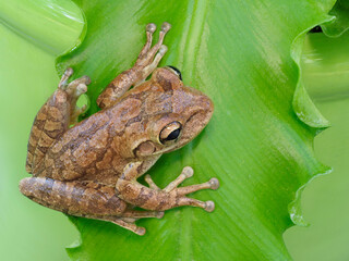 A Closeup Focus Stacked Image of a Cuban Treefrog on the Leaf in a Potted Fern
