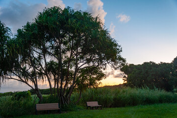 Tranquil benches in front of a beautiful tree and sunset along the Road to Hana, Maui, Hawaii
