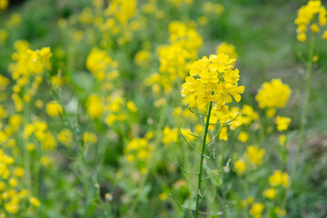 菜の花をアップ