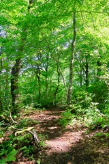 Fototapeta premium 白神山地 世界遺産の径 ブナ林散策道