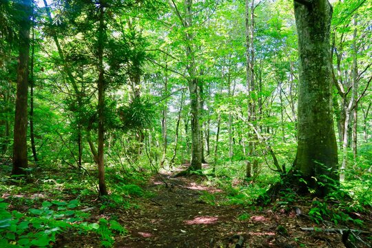 白神山地images Browse 2 177 Stock Photos Vectors And Video Adobe Stock