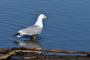 Ring billed seagull walking along shore line