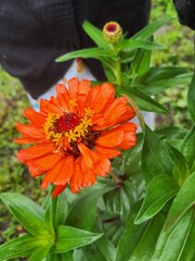 orange dahlia flower