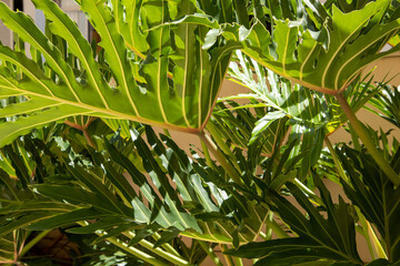 Monstera philodendron close up © Casa.da.Photo