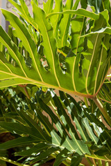 Fototapeta premium Monstera philodendron close up