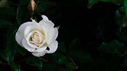 Roza blanca en la oscuridad.