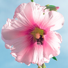 Flores coloridas en un d&iacute;a soleado.