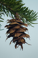 Lone pine cone on a branch.