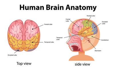 Information poster of human brain diagram