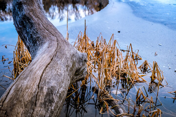 Weathered log projecting into ice covered lake with reeds and grasses.