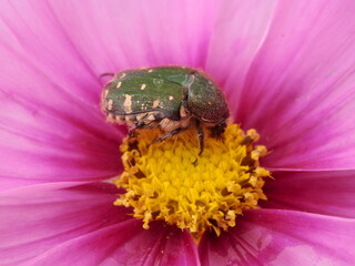 ハナムグリが来ているコスモスの花