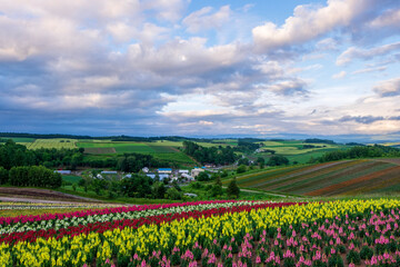 夏の美瑛町 四季彩の丘の花畑