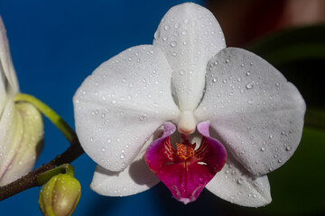 Orchid flower. Phalaenopsis growing. Floral Orchidea concept.