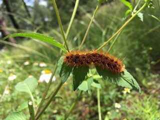 Burner worm standing on plant. Nature, Insect and Landscape.