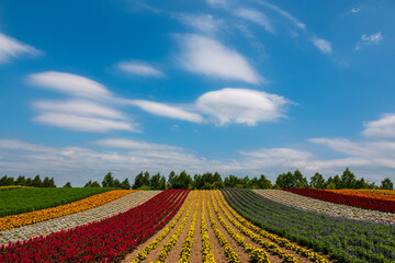 夏の美瑛町 四季彩の丘の花畑