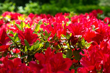 red flowers in a bush 