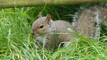 Grey squirrel searching for food