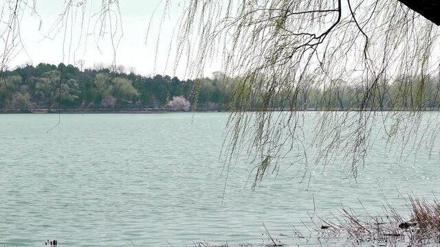 Willow branches sprout on the banks of the West Bank of the summer palace in Beijing in early spring