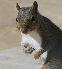 Grey squirrel searching for food