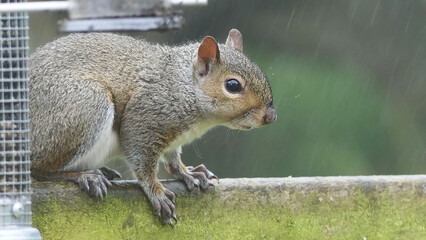 Grey squirrel searching for food