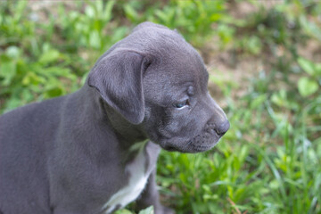 Cachorro de pitbull gris 4