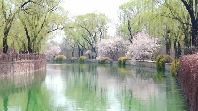 Willow branches sprout on the banks of the West Bank of the summer palace in Beijing in early spring