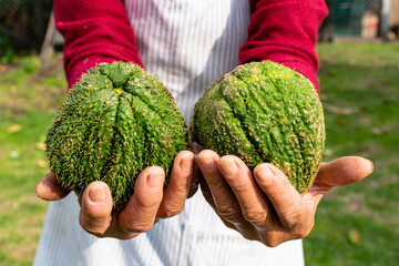 Mujer del campo sosteniendo con sus manos una Chayoteras.
