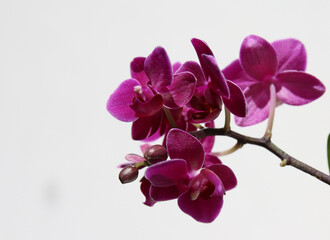 Fototapeta na wymiar Closeup bright purple orchid flower blossom isolated on the white background. Spa, beauty, relaxation.