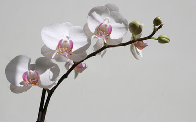 Absolutely white on white  orchid flower blossom. Clean beauty and simplicity concept.