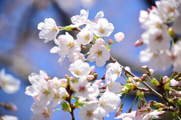 桜の花 © シュー