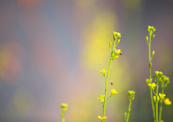 bee on a yellow flower