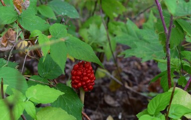 Jack in the pulpit red berries in the forest