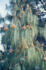 fresh blooming cone on branch of Pinus patula or patula pine, spreading-leaved pine, or Mexican weeping pine, vertical outdoors stock close-up photo image photography background