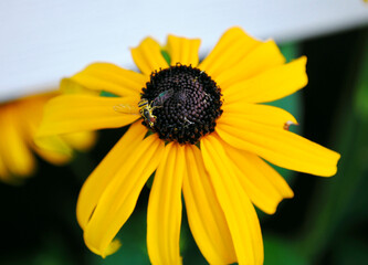 bug on a Black-eyed Susan 