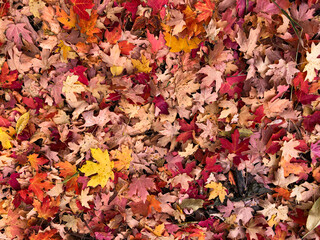Forest carpeted with fall leaves Birdseye view
 