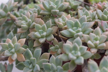 Close look at succulent plant 