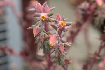 Close look at the pink blossoming cactus flower