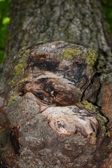 Fototapeta na wymiar moss and knot on the tree