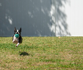 Obraz na płótnie Canvas Boston Terrier Runnging with Rubber Ball in Backyard in Florida.